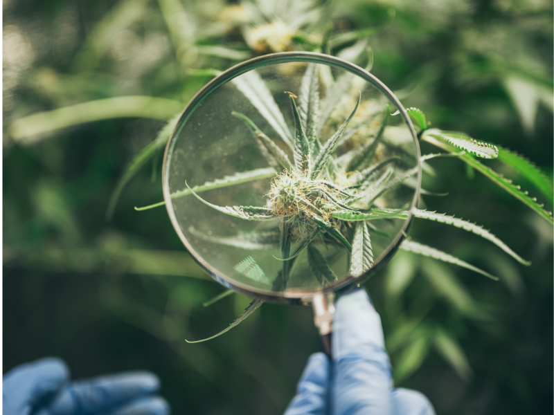 cannabis sourcing app | magnifying class looking at cannabis