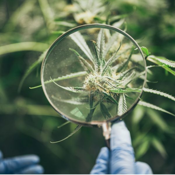 cannabis sourcing app | magnifying class looking at cannabis