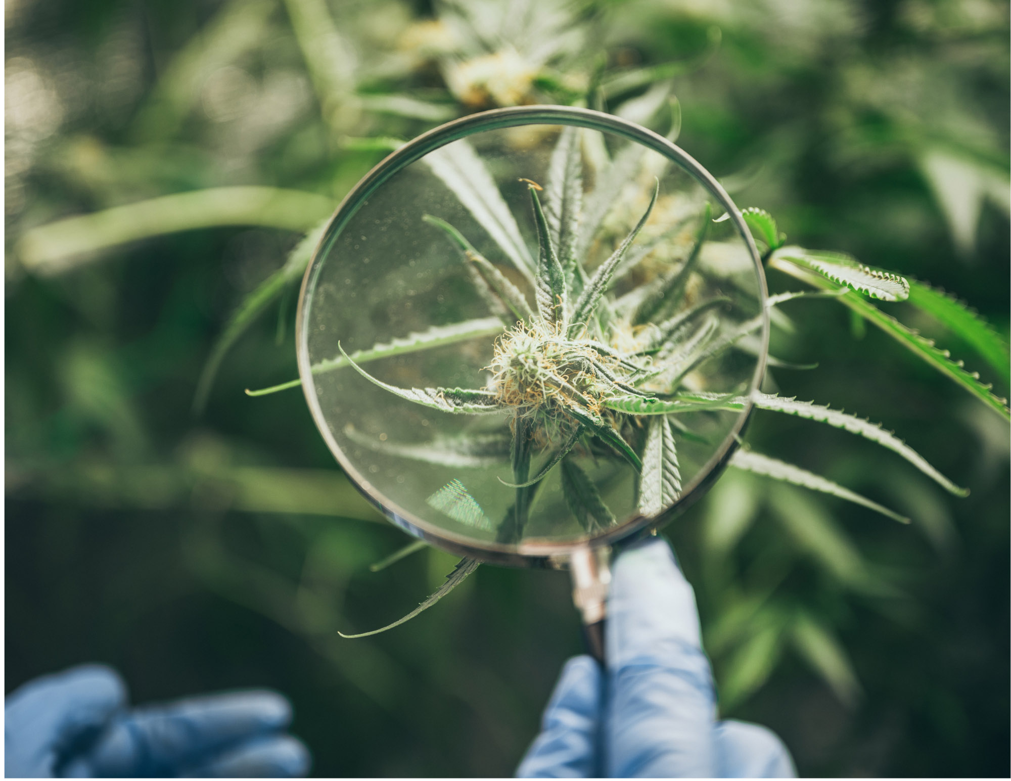 cannabis sourcing app | magnifying class looking at cannabis